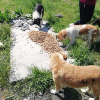 photo de livraison pour Mira Shorak Assante Di Capillo