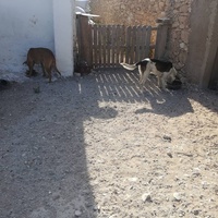 photo de livraison pour 4 Pattes Mogador