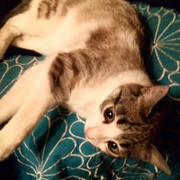 photo de livraison pour Les chats de chez nous