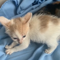 photo de livraison pour Association des Chats Camarguais