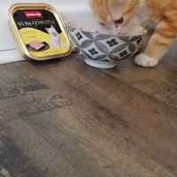 photo de livraison pour Les Chats libres de Fleurance