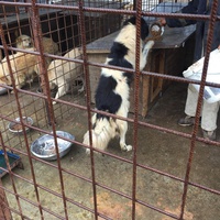 photo de livraison pour Save & Hope for Dogs
