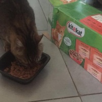 photo de livraison pour Castel Cats