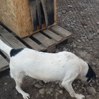 photo de livraison pour Refuge pour chiens de Baia Mare