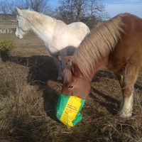 photo de livraison pour Equi-Libre : Droit à la Retraite Equine