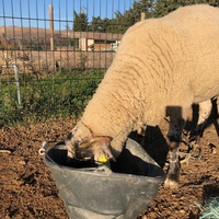 photo de livraison pour La Ferme des Zanimobiles