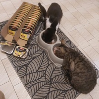 photo de livraison pour Larmes de Chats