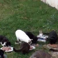 photo de livraison pour Les chats Port-Saint-Louisiens