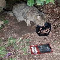 photo de livraison pour Collectif Chats Libres Citoyens de Saint-Priest
