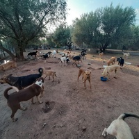 photo de livraison pour Help Adopt Moroccan Animals