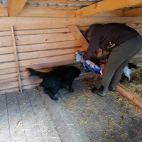 photo de livraison pour Silver Dog Srebrenica