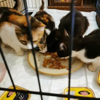 photo de livraison pour Aide Aux Chats Sans Logis