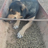 photo de livraison pour 4 Pattes Mogador