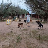 photo de livraison pour Help Adopt Moroccan Animals