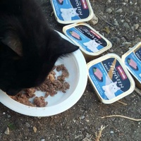 photo de livraison pour Les Chats-Pitresdelavi-Ste
