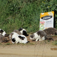 photo de livraison pour Protection Animale Amélienne