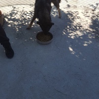 photo de livraison pour Udruženje za zaštitu životinja "Pongo"