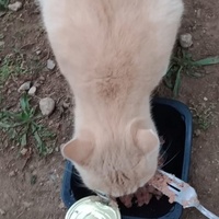 photo de livraison pour Les Chats-Pitresdelavi-Ste