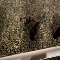photo de livraison pour Chat Gratouille