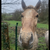 photo animal