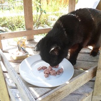 photo de livraison pour Au Rendez-vous des Animaux