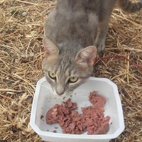 photo de livraison pour Les Chats-Pitresdelavi-Ste