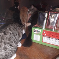 photo de livraison pour Patounes de Chats