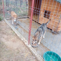 photo de livraison pour Viata Animalelor