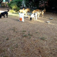 photo de livraison pour Help Adopt Moroccan Animals