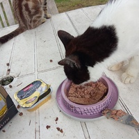 photo de livraison pour Chats Oubliés
