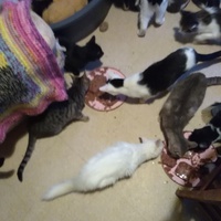 photo de livraison pour Pour l'Amour des Chats