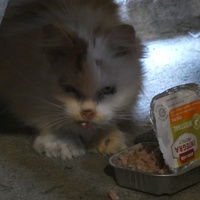 photo de livraison pour Jardin des Chats