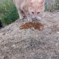 photo de livraison pour L'Ecole du Chat Istreen