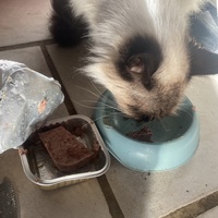 photo de livraison pour Chats-sos