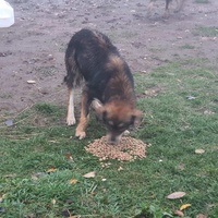 photo de livraison pour Silver Dog Srebrenica