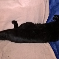 photo de livraison pour La Tribu de LOLA