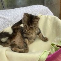 photo de livraison pour Association Des  Chats  De Hyeres