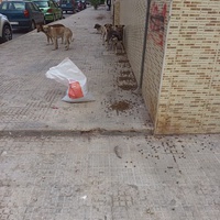 photo de livraison pour Comme Chiens et Chats Maroc