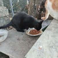 photo de livraison pour L'Ecole du Chat Istreen