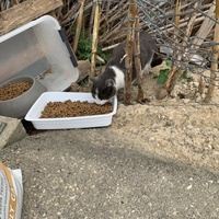 photo de livraison pour Le Chat Salonais