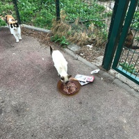 photo de livraison pour Les Chats Libres de la Canterrane