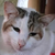 photo animal