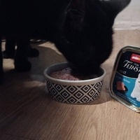 photo de livraison pour Chats La La de Valreas