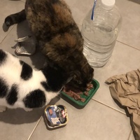 photo de livraison pour Les Chats de Condom 32