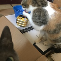 photo de livraison pour Chats-sos