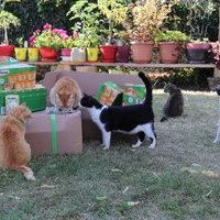 photo de livraison pour Au Paradis Des Chats