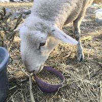 photo de livraison pour Chats Libres de Béziers