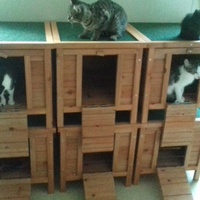 photo de livraison pour Pour l'Amour des Chats