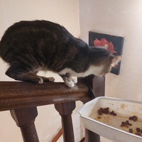 photo de livraison pour Une vie, Un chat