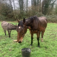 photo de livraison pour Espoir au Galop
